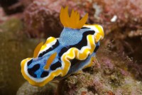 Hvězdnatka čtyřbarevná