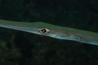 Lulanka Commersonova