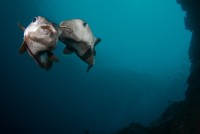 Zamilovaní ježíci