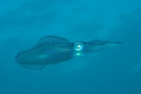 Oliheň dlouhoploutvá