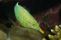 Jednotrnec dlouhonosý