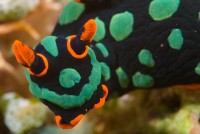 Plž Nembrotha kubaryana