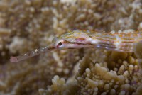 Jehla oranžovoskvrnná