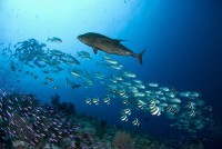 na útesu Carl´s Ultimate