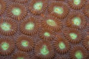 Detail tvrdého korálu