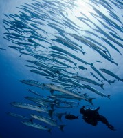 Soltýn černoploutvý