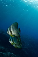 Netopýrník dlouhoploutvý