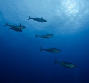 Makrela jednobarevná