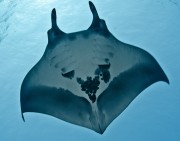 Manta