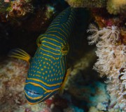 Ostenec oranžovoproužkatý