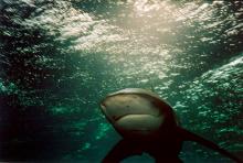 longimanus