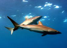 x-sharks