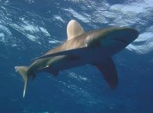 Longimanus