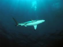 Blacktip IV