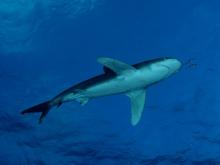 Longimanus