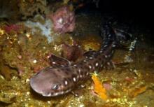 Coral cat shark