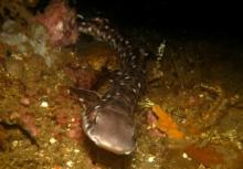 Coral cat shark
