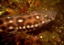 Coral cat shark