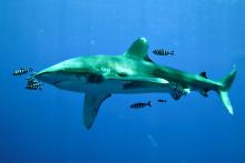 Žralok dlouhoploutvý