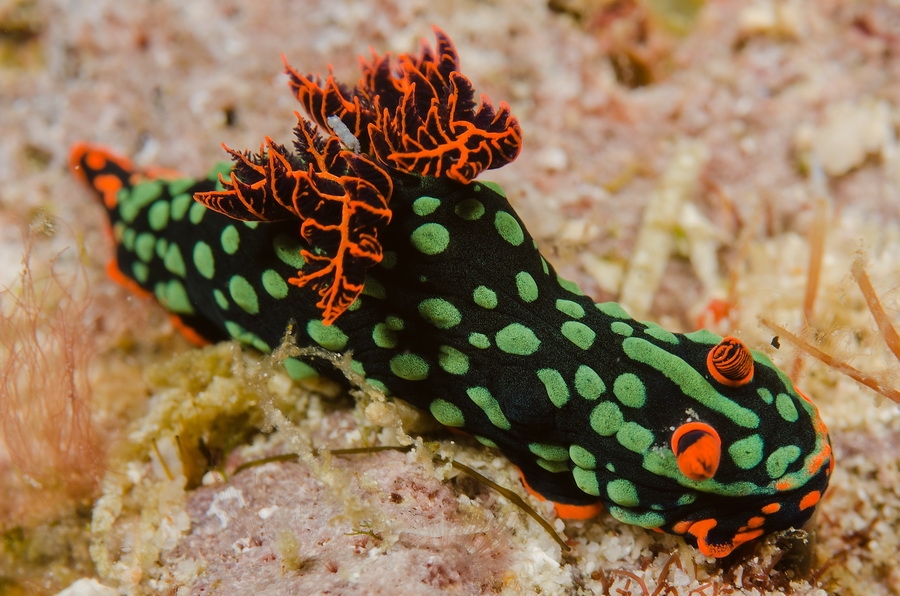Kubaryana´s Nembrotha