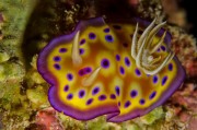 Kunie´s Chromodoris