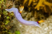 Bullock´s Hypselodoris